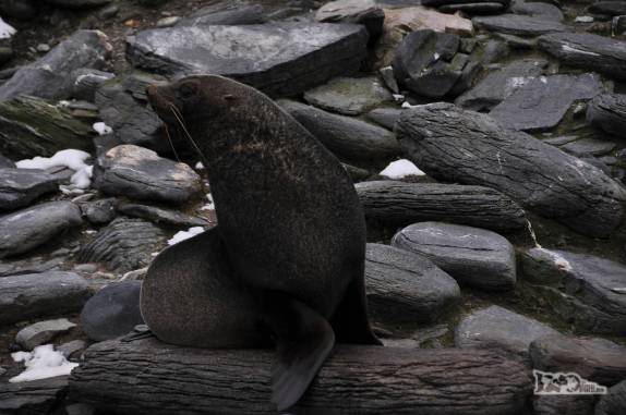 Um solitário lobo marinho nas rochas de Cape Lookout, em Elephant Island, na Antártida